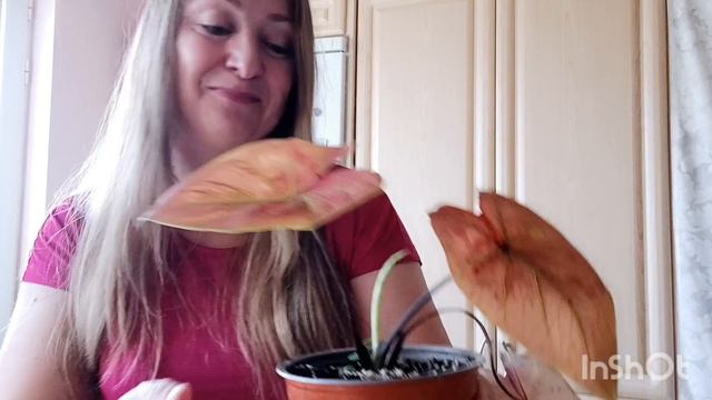 Новинки цветочные🪴 #комнатныерастения #садовыерастения садовые