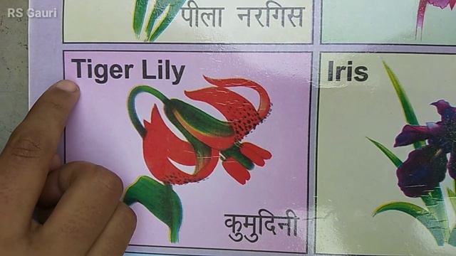 Flowers Name In Hindi And English With Pictures | Flowers Name For Kids | @RS Gauri