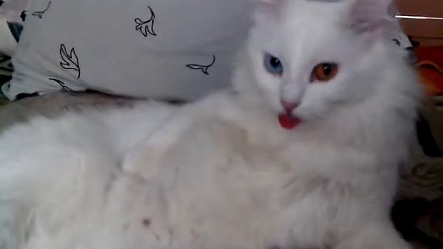 Турецкая ангора (разноглазый) прикол