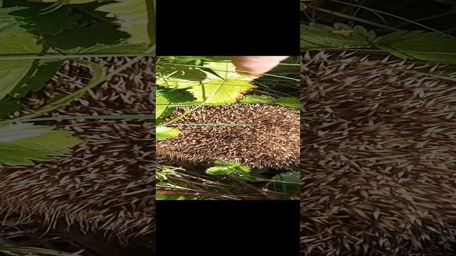 один в лесу