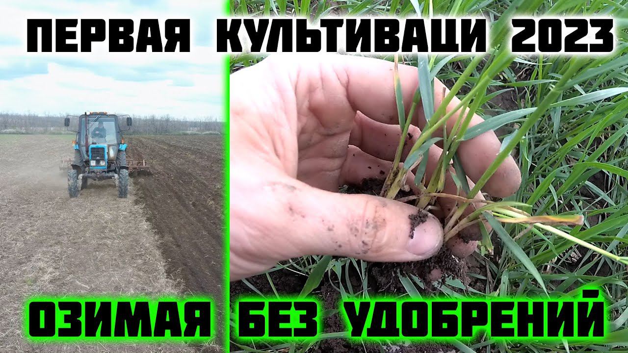 Первая культивация в 2023.Что с озимой без удобрения?