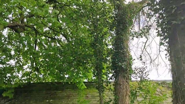 Pleasant Walk In The Forest.Приятная прогулка по лесу.