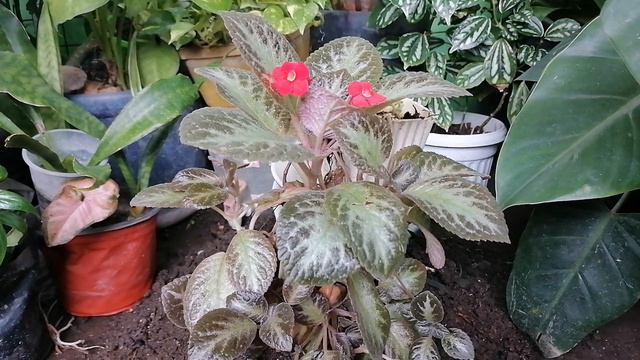 Dcef2c6b5453e0dde3ec2b6776356179