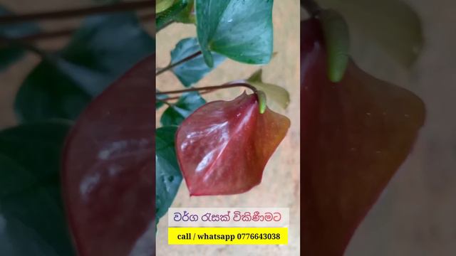 දැක්ක ගමන් ආස හිතෙන  ඒවා 😀😍 | Beautiful Anthurium | Brown Anthurium #anthuriumflowers
