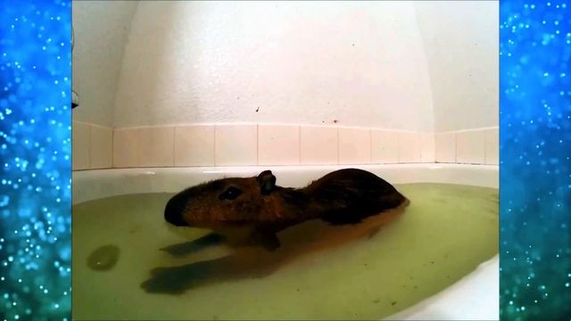 Необычные друзья Капибары! Только посмотрите кто ЭТО