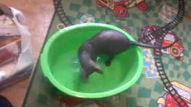 Любительница воды