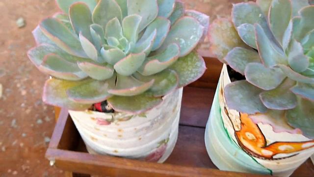 INSPIRE-SE: CANTINHO Das SUCULENTAS