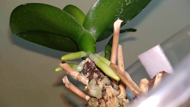 ОЧЕНЬ ЧАСТО орхидеи ПОЛИВАЮ ТАК! корни ПРУТ! листья ЧИСТЫЕ! орхидеи ТОЧНО любят этот полив!