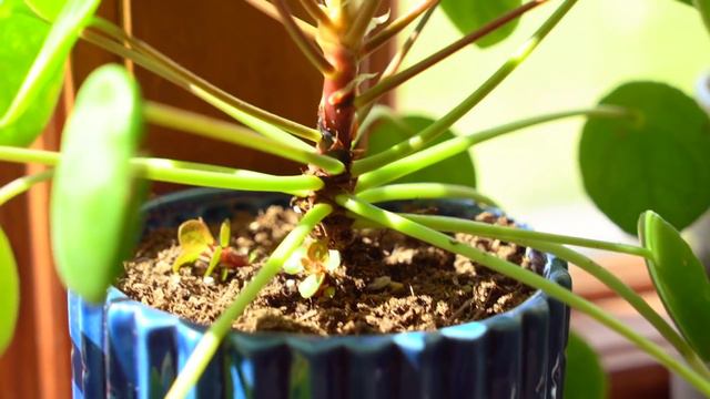 Plant Tour 🌿fiddle Leaf Fig, Succulents, And More!