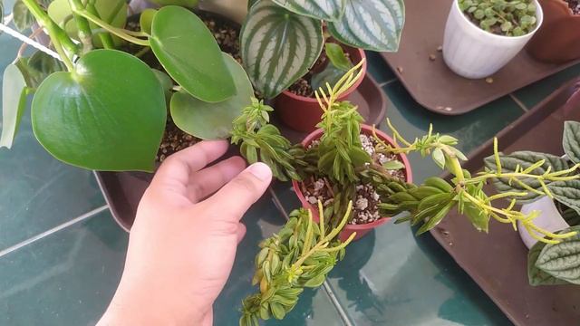 How To NOT KILL Your Peperomias (+15 Unique Varieties To Try!)