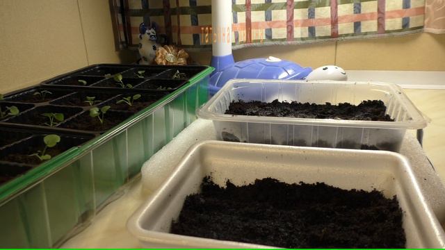 ТОМАТЫ ПОСЕВ. 2017 год с Татьяной Пивкиной. МАРТ