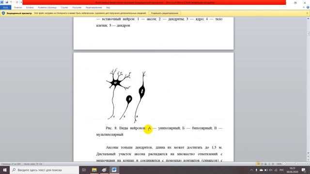 Анатомия и физиология человека