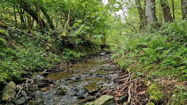 Звук ручья и пение птиц в лесу. Звуки природы для отдыха и сна. Релаксация. Звук ручья.