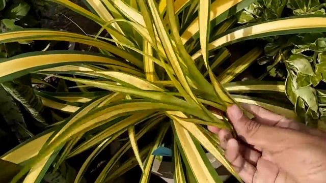 पेंडेनस के पौधे को कैसे मल्टीप्लाई करें/how To Multiply Pandnus Plant/beautiful Plant/Golden Plant