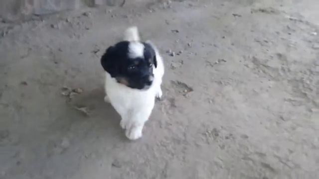 Нова собака