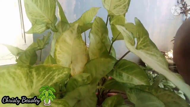 Dccf5c78c4657429d7c037c476ceff26