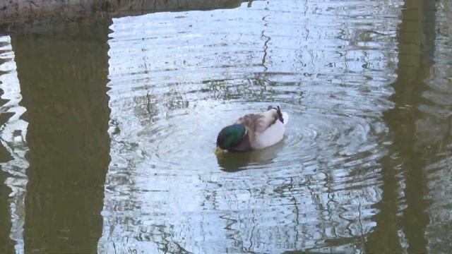 Раменские утки-кряквы начинают искать места для будущих кладок.