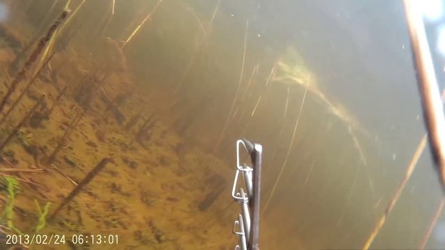 Огромный налим :) Подводная охота.  Высокинское.