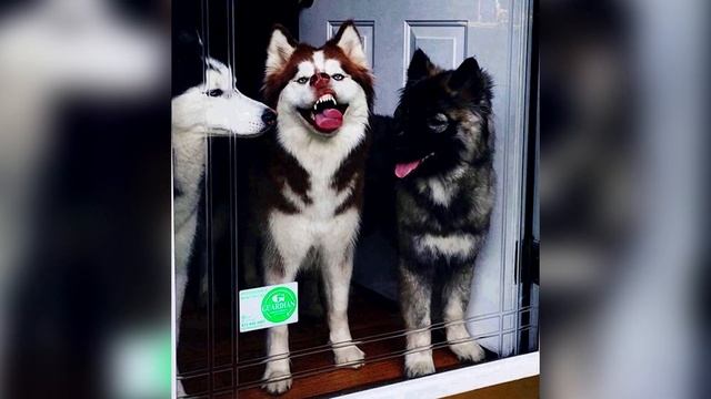 70 смешных фотографий собак которые ведут себя очень странно. Веселая подборка.