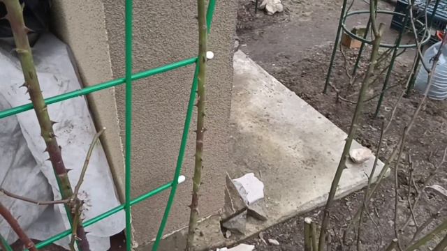 480.#1 и 2 апреля открываю розы🌹Как перезимовали 🌹