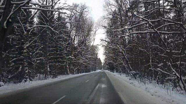 Советск санаторский лес  январь 2021