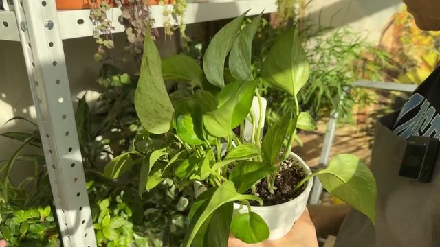 Efc1d3ff8cb0ffef4ac0bf611ef50fe6