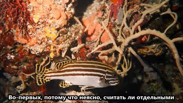 T88XS Остров Корор Палау. С сайта Dxnews.com