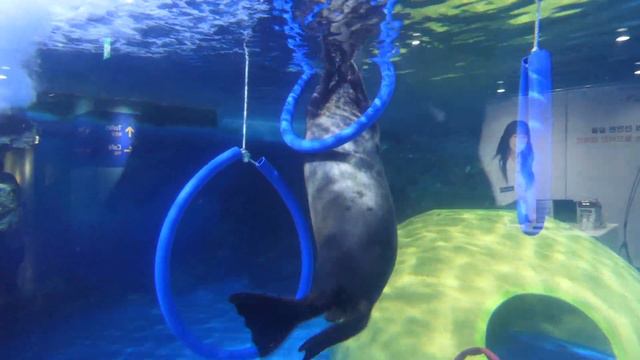 Starfield COEX Mall Aquarium, Seoul (06)