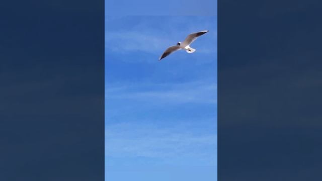 Сказкотерапия)))...1...о Любви,цветах и кошках....