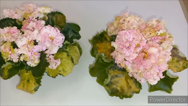 ЦВЕТУЩИЕ ФИАЛКИ- фавориты декабря (13.12.23)