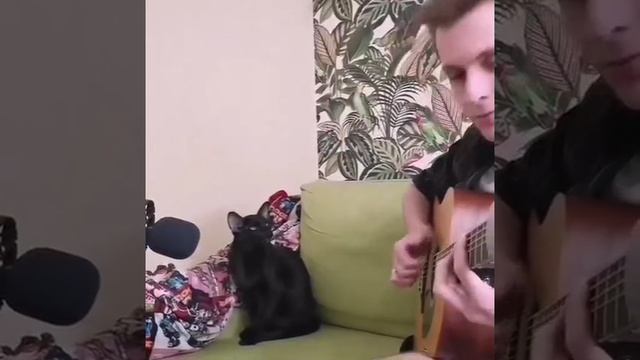 Кошачий блюз ??