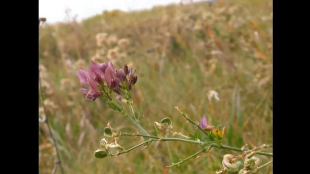 CLPL 3books2go ~gardening~