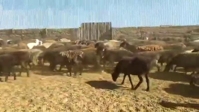 Продаются 450голов овец по 55000тг(129$),Байдибекский район,село Боралдай,+77752193691,+77027468630