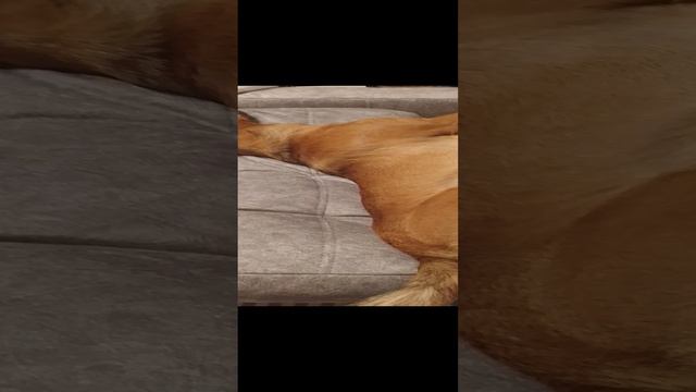 Чарли Барин