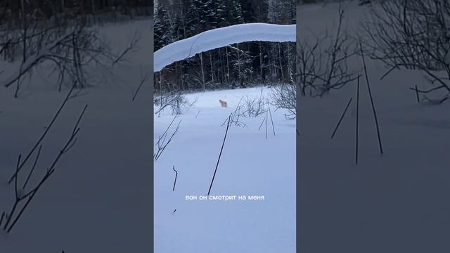 В лес на зайца с Русской Борзой