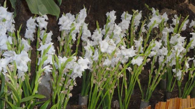 Gladioli /Glads /Gladiolus Flower Blooming.....Flower Exhibition,Gangtok.