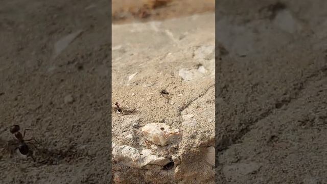 из жизни муравьев