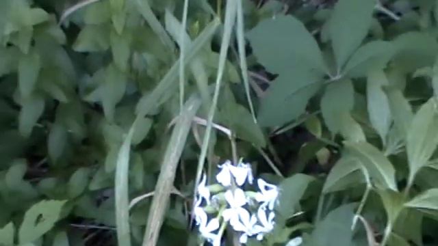 Nancy Today: Soapwort And Creeping Bellflower