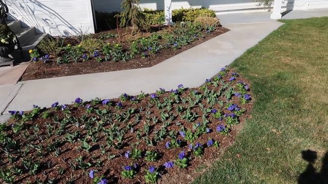 I Went Kind Of Crazy With Pansies! 💙😆🤷♀️// Garden Answer