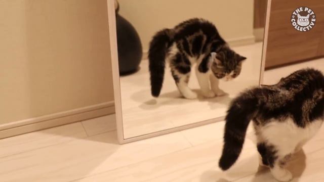 Веселые коты и кошки подборка 4