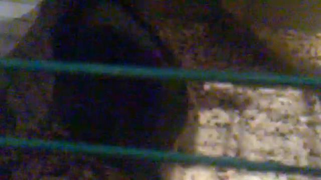 Судороги шиншиллы (Цезарь)