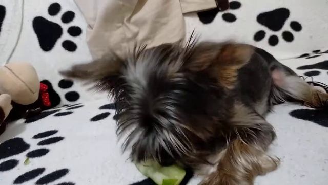 Йорк ест огурец