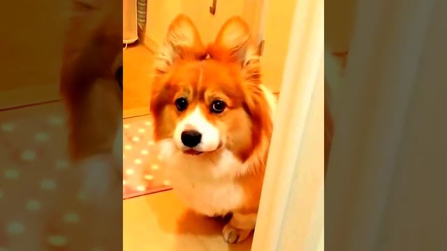 Веселые корги: видео приколы про милых корги