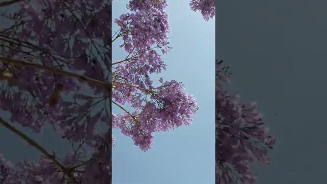 Цветение жакаранды в Кемере.