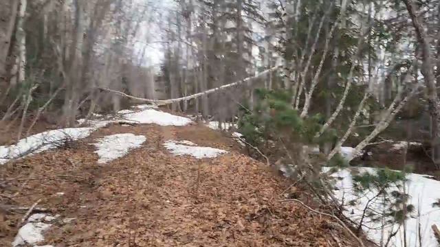 За чагой на Семиозерку