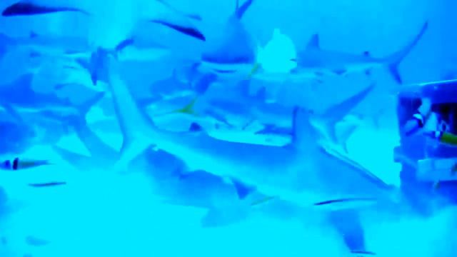 Дайвинг с акулами