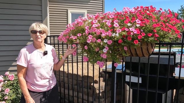Petunia Tour | Windmill, Hayracks And Wagon