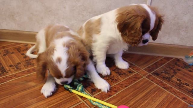 девочка и мальчики ккчс
