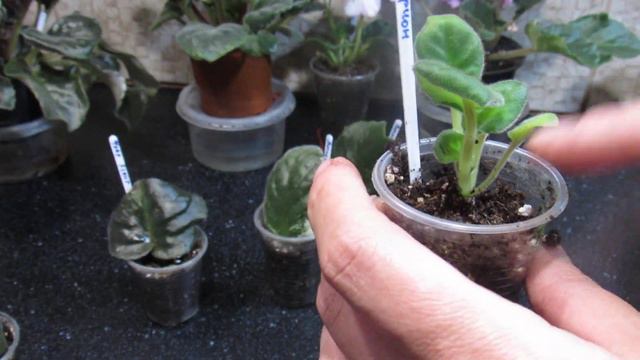 Лист фіалки з дітками. Таке може статися .