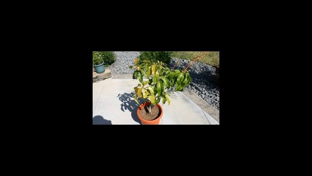 Как вырастить манго из косточки?